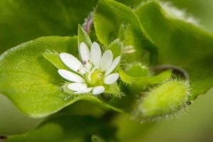 up close chickweed
