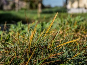 identifying Rust Lawn Disease